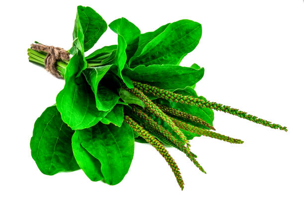 istock Plantain, plantago major medicinal plant isolated on white 1485791034