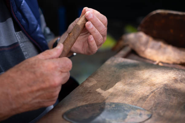 istock Process of making traditional cigars from tobacco leaves with your hands using a hand device. Tobacco leaves for making cigars. Close up of senior hands making cigars. 1485791055