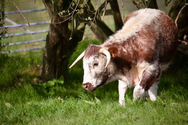 istock English Longhorn Cow 1485792149