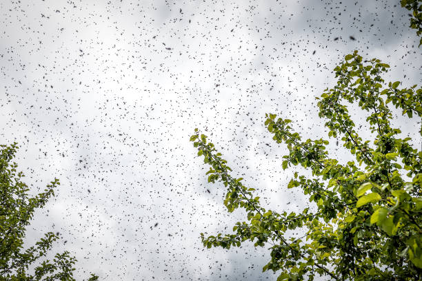 istock A swarm of bees flying over the tree under clouds 1485792296