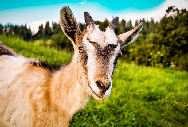 istock Portrait of cute funny goat 1485792443