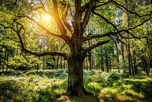 Old oak tree in green forest in sunlight