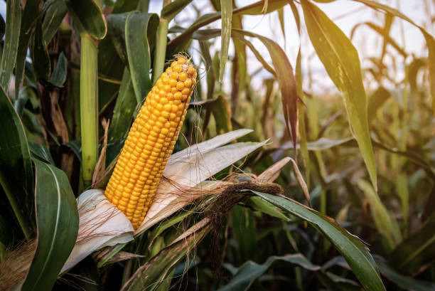 Ripe yellow corn cob on the field stock photo