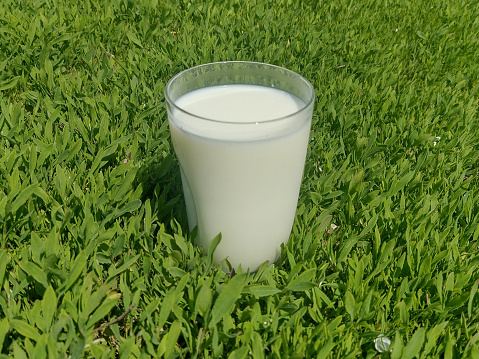 Glass of cow's milk in the grass