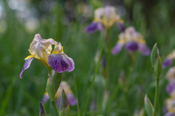istock Iris sambucina colorful tall flowering springtime plant, elder scented iris white violet yellow flowers in bloom 1485796011