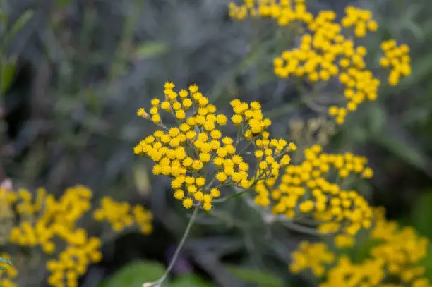Photo of Helichrysum italicum yellow flowers in bloom with buds, bunch of flowering plant branches