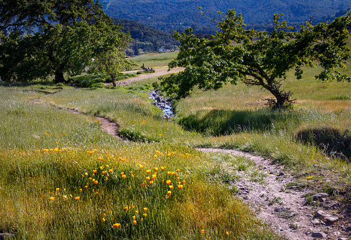 Bright yellow poppies are growing on a hillside with a path going down the right side and extending beyond. A small creek is beside the path. An oak tree is growing over the creek.