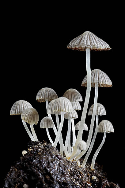 Cogumelos - foto de acervo