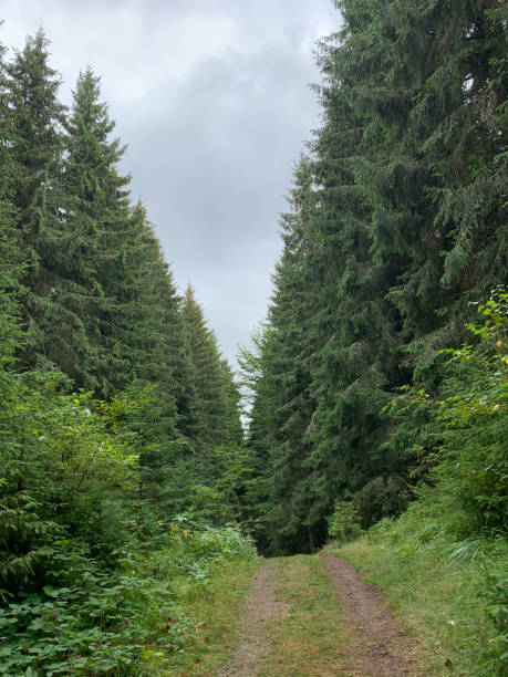 istock Christmas trees in the forest 1485798418