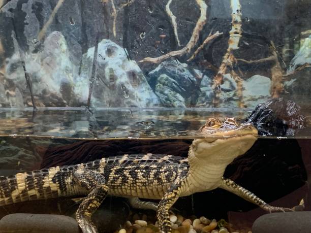 istock Juvenile American Alligator in Captivity 1485805336
