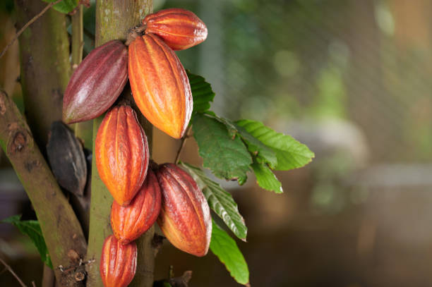 istock Cacao crop pod  close up view 1485808277