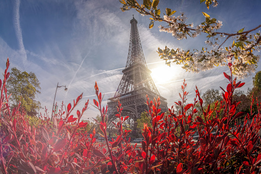 The romantic spirit of Paris comes alive on a radiant spring day, framed by wysteria flower cherry blossoms tree with a picturesque view of the Eiffel Tower and the Seine River. This enchanting scene immortalizes the moment where nature's grace meets architectural icons