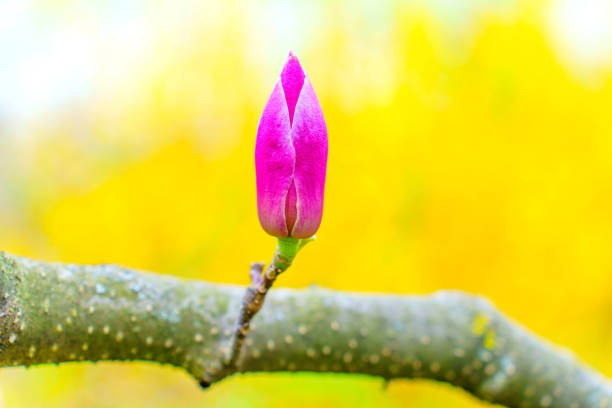 Close-up of a magnolia tree branch, with a single, unopened bud still clinging to the stem presented against a vivid yellow backdrop. Springtime related background.