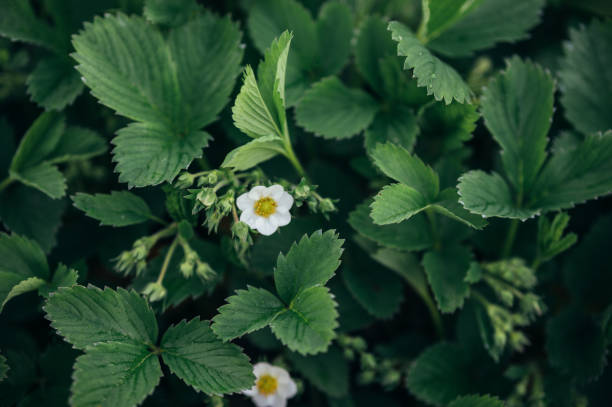 Strawberry leaves greenery background and flowers plants