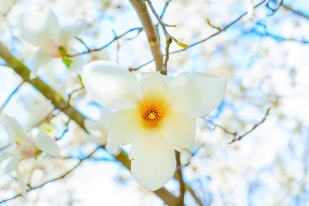 Magnolia in macro