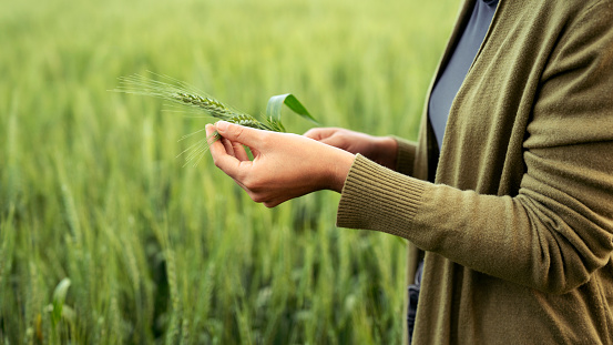 An unrecognisable farmer touching and examining a wheat leaf in the wheat field at his sustainable farm in Embleton, North East England. The crop is first wheat and is going to be used in low quality flour for baking and will be harvested in early September.