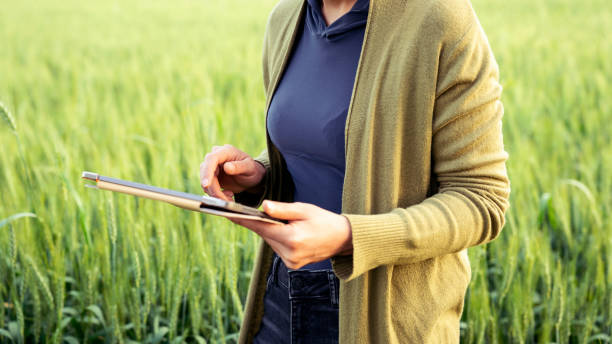 istock Woman farmer at wheat field 1485811423