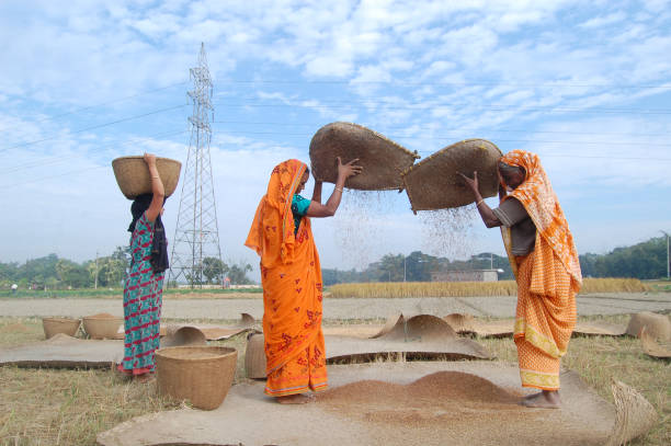 Dry Rotted Rice 520+ Rice Paddy Rice Dry Drying Stock Photos, Pictures & Royalty-Free ...