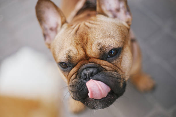 欲望を持ってアイスクリームを見て、唇をなめるかわいい犬。おやつを求める面白いフレンチブルドッグ