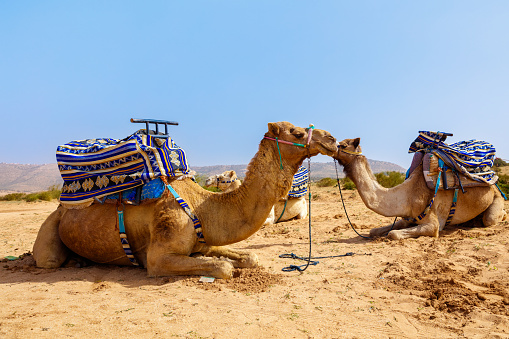 Merzouga, Morocco - May 02, 2019: Caravan walking in Merzouga Sahara desert on Morocco