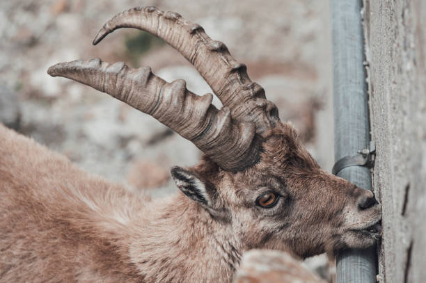 Ibex in its habitat in the Alps