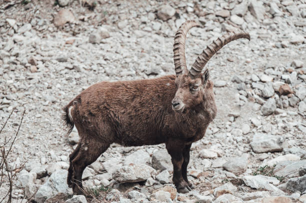 istock Ibex in the Maritime Alps 1485818278