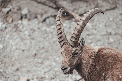 Some ibexes are grazing on a plateau in the Maritime Alps (Cuneo, Piedmont, Italy)