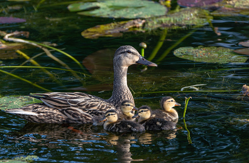 A beautiful mallard duck with ducklings in the natural surroundings of Orlando Wetlands Park in central Florida.  The park is a large marsh area which is home to numerous birds, mammals, and reptiles.