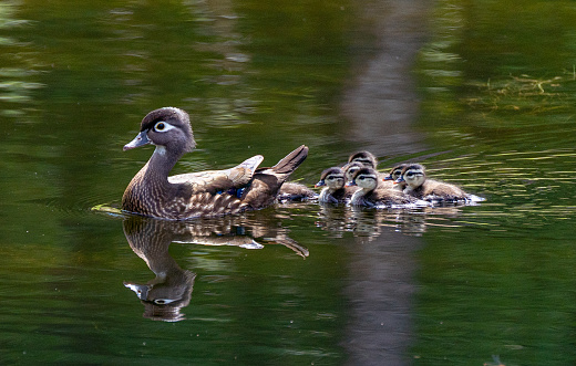 Female wood duck with ducklings in the natural surroundings of Orlando Wetlands Park in central Florida.  The park is a large marsh area which is home to numerous birds, mammals, and reptiles.