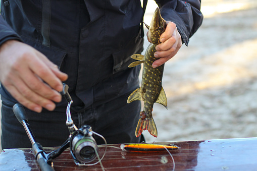 The fisherman removes the caught pike fish from the hook.
