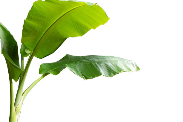 istock Banana tree with fresh green leaves isolated on white background 1485820518
