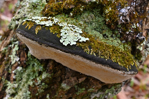 Bracket fungus with lichen and moss on stump of dead white ash tree, Connecticut