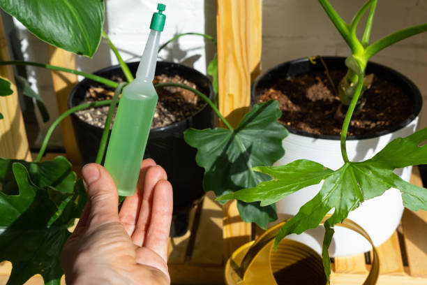 istock Drip fertilizer for potted plants, stimulator of development, growth acceleration, home plant care. A bottle of liquid is inserted in the hand of a woman. Home crop production 1485822766