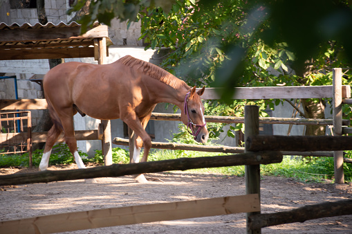 Brown horse with white hooves in a corral