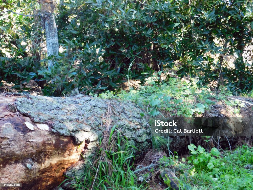 Log 1 Photo of a fallen tree at Tilden Regional Park 2023 Stock Photo