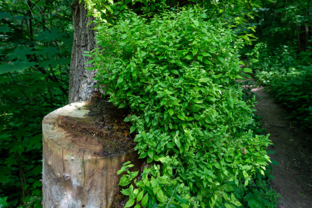 istock New branches grow on the stump of the tree 1485823713