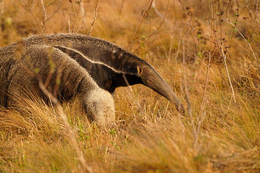 Anteaters thrive on the Los Llanos of Colombia