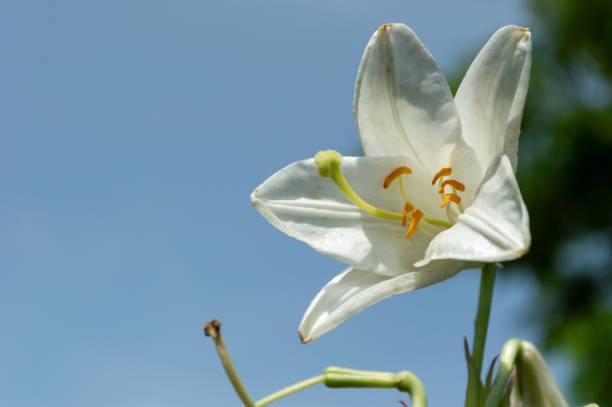 White flower with yellow stamens against blue sky