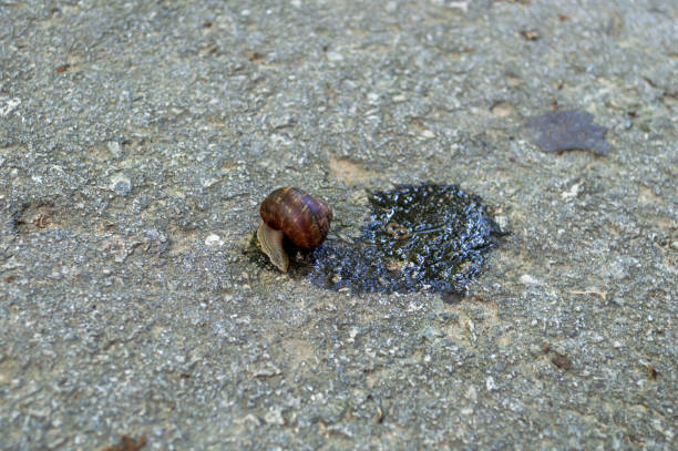 istock The snail slowly crawls along the asphalt 1485826348
