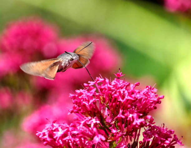 Pollination Moth Blossom - Free photo on Pixabay