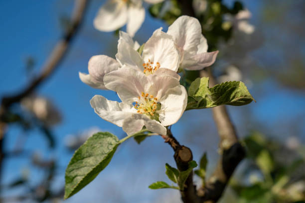 istock Blooming apple tree in spring in the garden. 1485827122