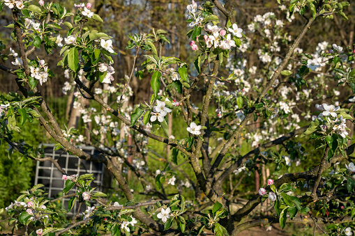 Blooming apple tree in spring in the garden.