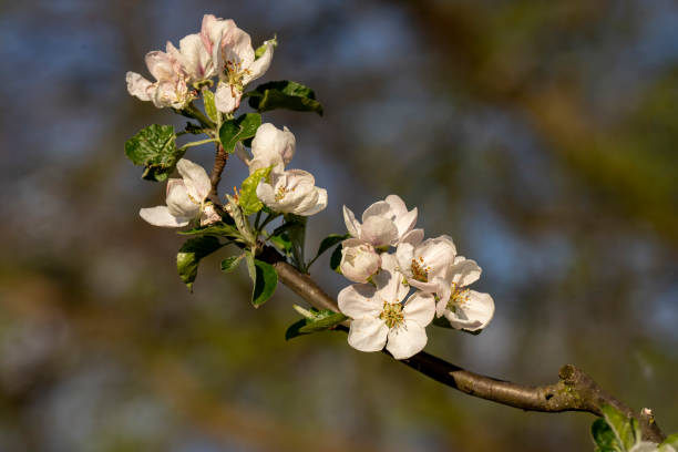 istock Blooming apple tree in spring in the garden. 1485827355