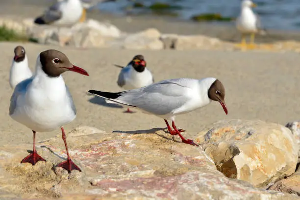 Group of black-headed Gulls (Chroicocephalus ridibundus) on rocks on a beach in the Camargue, a natural region located south of Arles, France, between the Mediterranean Sea and the two arms of the Rhône delta.
