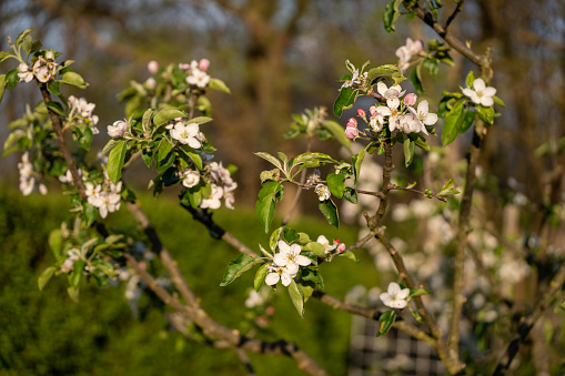 Blooming apple tree in spring in the garden.