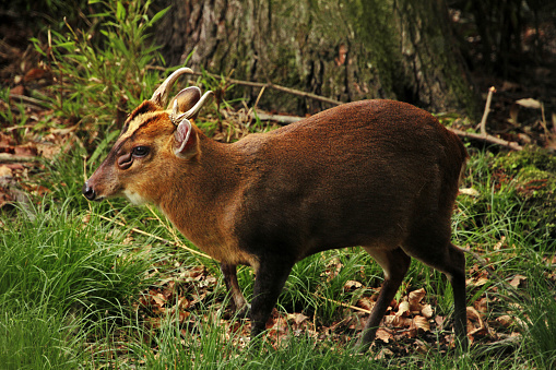 Northern red muntjac (Muntiacus vaginalis) - deer