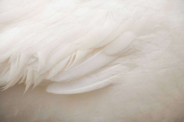 istock White peacock as background close-up, white feathers and wings 1485830641