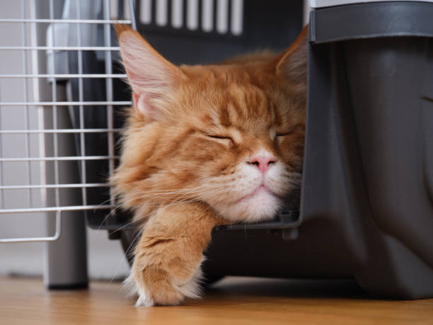 un chat maine coon rouge dormant dans une cage de transport. - panier de voyage photos et images de collection