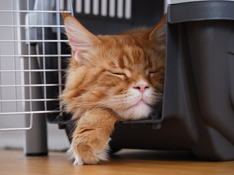 A red Maine coon cat sleeping in a cat carrier. Close up.