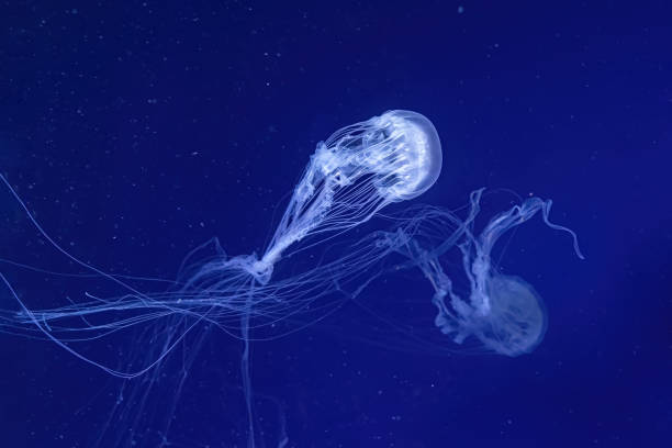 istock Group of fluorescent jellyfish swimming underwater aquarium pool. 1485832982